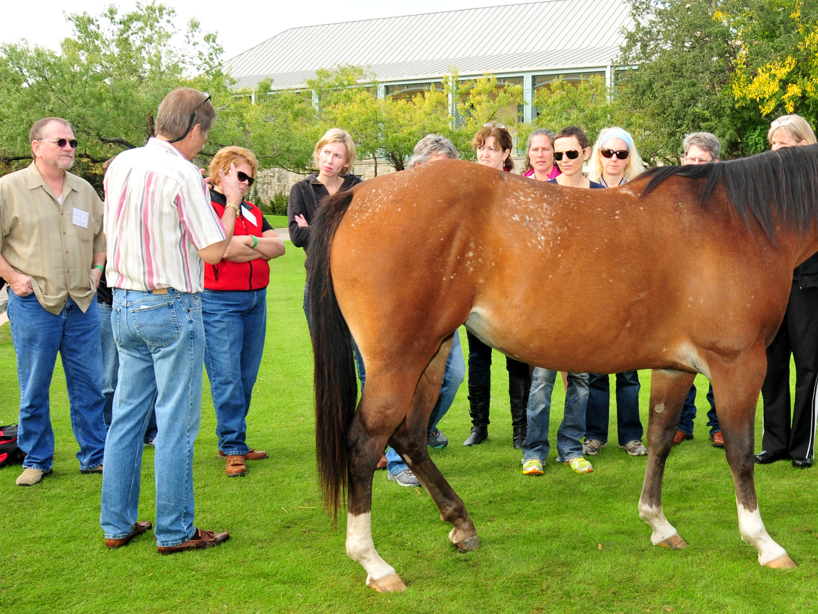 Seminar Horse Chiropractic